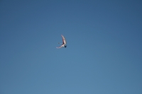 IMG_1385.JPG